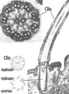 Cílios e Flagelos