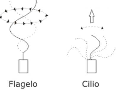 Cílios e Flagelos