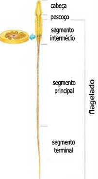 Cílios e Flagelos