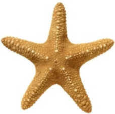 Classe Asteroidea