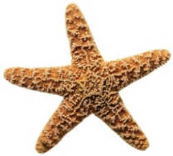 Classe Asteroidea