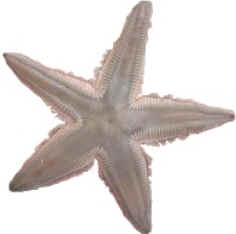 Classe Asteroidea