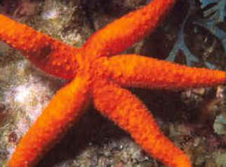 Classe Asteroidea