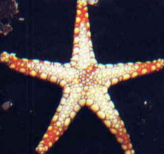 Classe Asteroidea