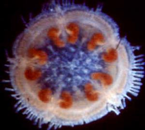 Classe Concentricycloidea
