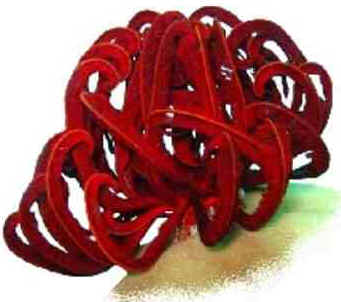 Classe Crinoidea Classe Crinoidea