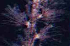 Classe Crinoidea Classe Crinoidea
