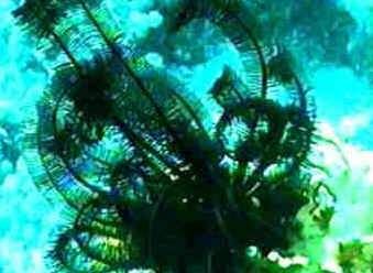 Classe Crinoidea Classe Crinoidea