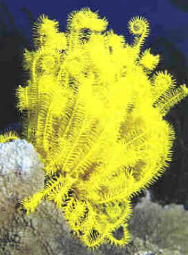 Classe Crinoidea Classe Crinoidea