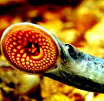 Classe Cyclostomata