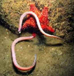 Classe Cyclostomata