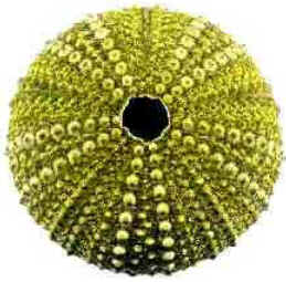Classe Echinoidea