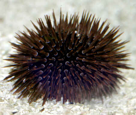 Classe Echinoidea