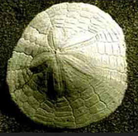Classe Echinoidea