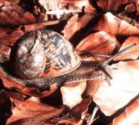 Classe Gastropoda