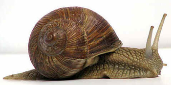 Classe Gastropoda