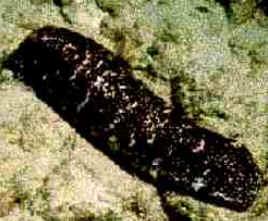 Classe Holothuroidea Classe Holothuroidea