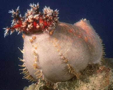 Classe Holothuroidea Classe Holothuroidea