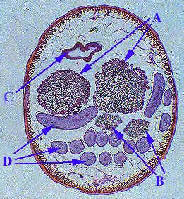 Classe Nematoda