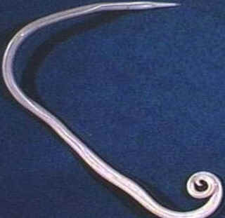 Classe Nematoda