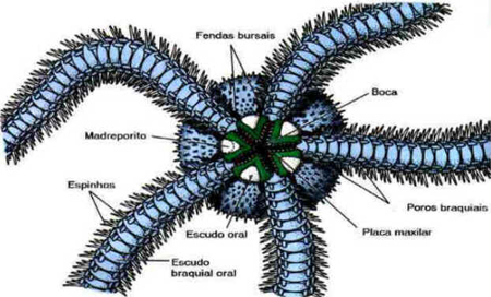 Classe Ophiuroidea
