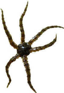 Classe Ophiuroidea