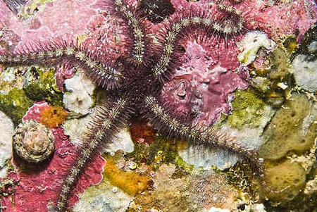 Classe Ophiuroidea