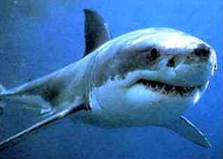 Classe Osteichthyes