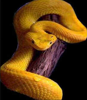 Classe Reptilia