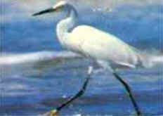 Classificação das Aves Classificação das Aves