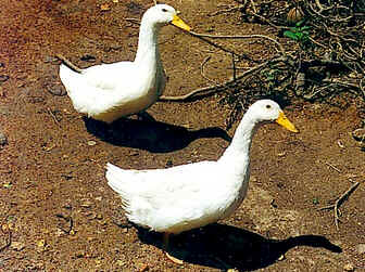 Classificação das Aves Classificação das Aves
