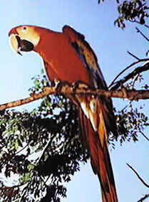 Classificação das Aves Classificação das Aves