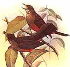 Classificação das Aves Classificação das Aves