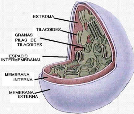 Cloroplastos