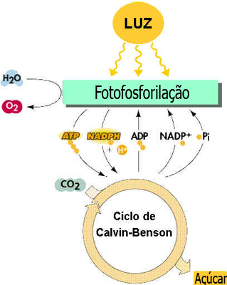 Cloroplastos