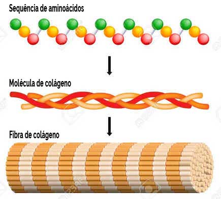 Colágeno