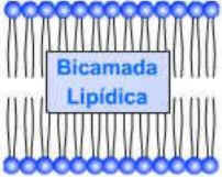 Composição Química das Células