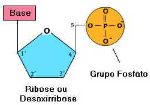 Composição Química das Células