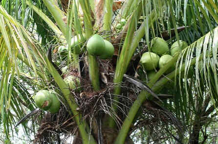 Coqueiro