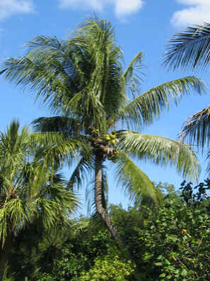 Coqueiro