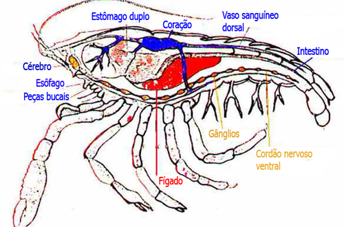Crustáceos