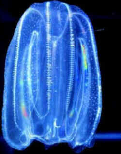 Ctenophora