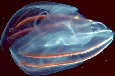 Ctenophora