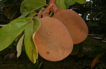 Cupuaçuzeiro