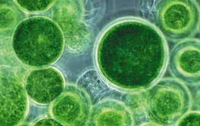 Cyanophyta