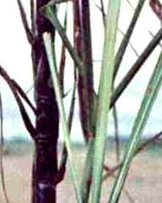 Doenças da Cana-de-Açúcar Doenças da Cana-de-Açúcar