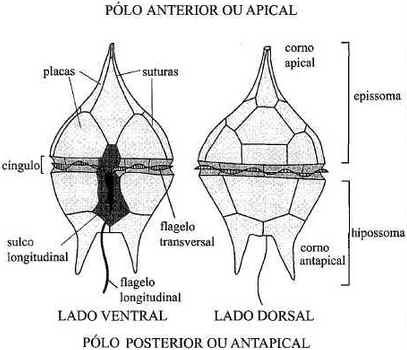 Dinoflagelados