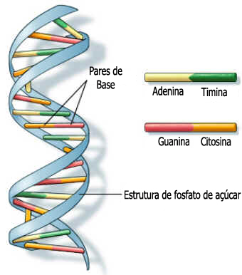 DNA
