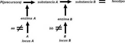Epistasia
