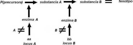Epistasia